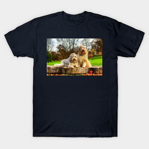 Bearded Collies Posing In The Wind T-Shirt by tommysphotos